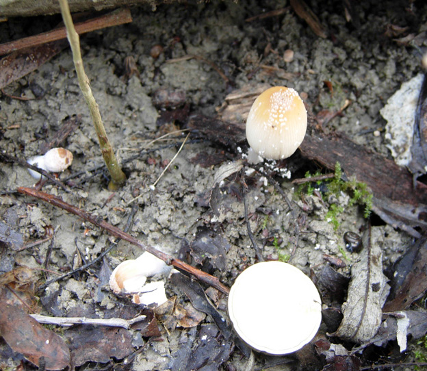 Funghi del bosco golenale